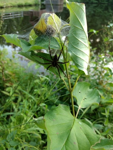 Striped Fishing Spider photo 3