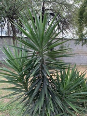 Agavoideae