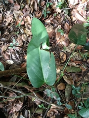 Anthurium dominicense