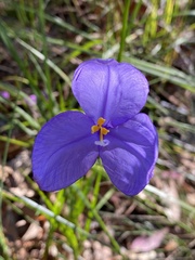 Patersonia