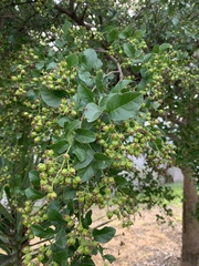 Ehretia anacua