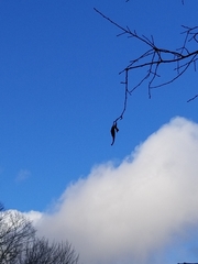 Callosamia promethea