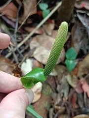 Anthurium dominicense