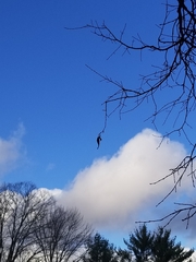 Callosamia promethea