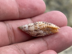 Cerithiidae