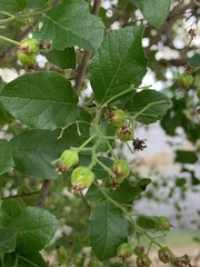 Ehretia anacua