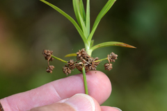 Scirpus microcarpus