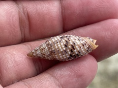 Cerithiidae
