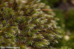 Grimmiaceae