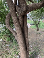 Ehretia anacua