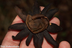 Astraeus hygrometricus