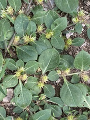 Alternanthera pungens