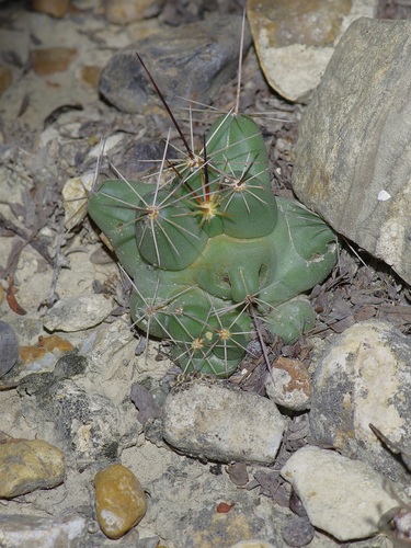 Coryphantha macromeris