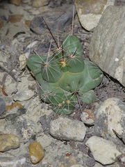 Coryphantha macromeris runyonii