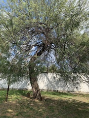 Prosopis