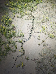 Rhinocheilus lecontei