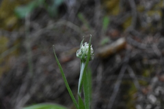 Antennaria anaphaloides