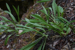 Antennaria anaphaloides