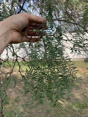 Prosopis