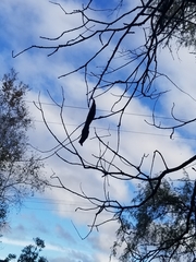 Callosamia promethea