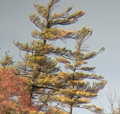 Pinus strobus