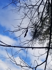 Callosamia promethea