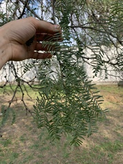Prosopis