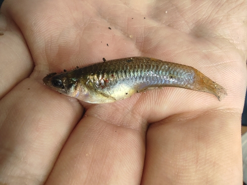 Cauca molly (Poecilia caucana) — Poeciliidae — 3