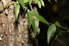 Secamone elliptica