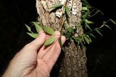 Secamone elliptica
