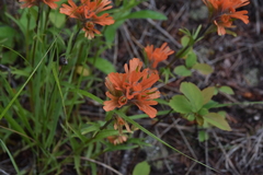 Castilleja hispida