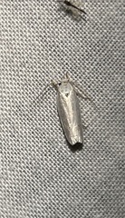 Antaeotricha albulella