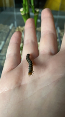 Evergestis rimosalis