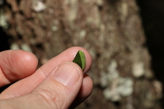 Secamone elliptica