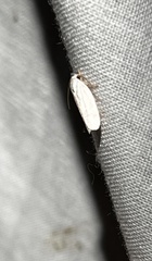 Antaeotricha albulella