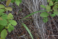 Crepis atribarba