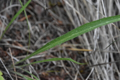 Crepis atribarba