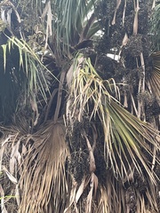Washingtonia filifera