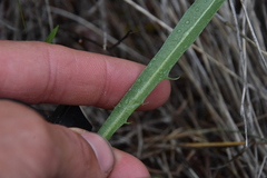 Crepis atribarba