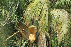 Attalea