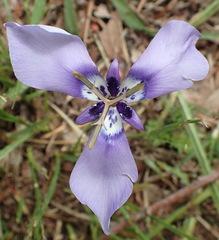 Herbertia lahue