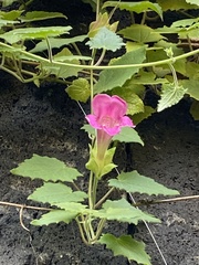 Lophospermum
