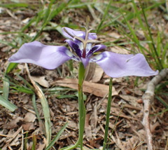 Herbertia lahue