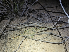 Rhinocheilus lecontei