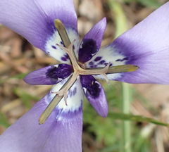 Herbertia lahue