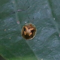 Helocassis flavorugosa