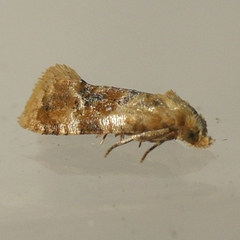 Cochylina