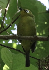 Zosterops eurycricotus