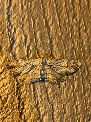 Cymatophora approximaria