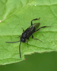 Brachygaster minuta